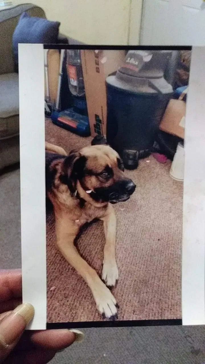 Lost dog in Richmond, IN, 47374