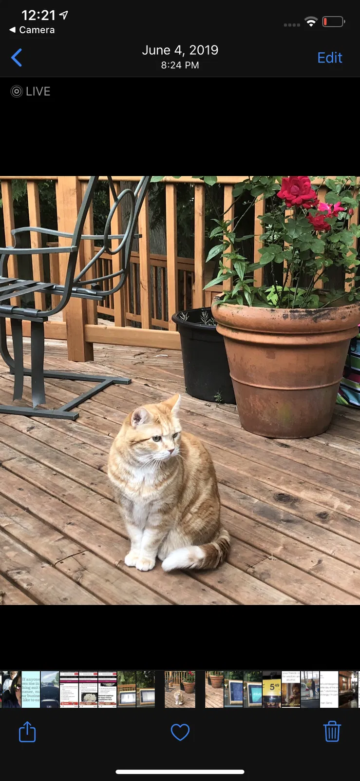 Lost cat in Bothell, WA, 98012
