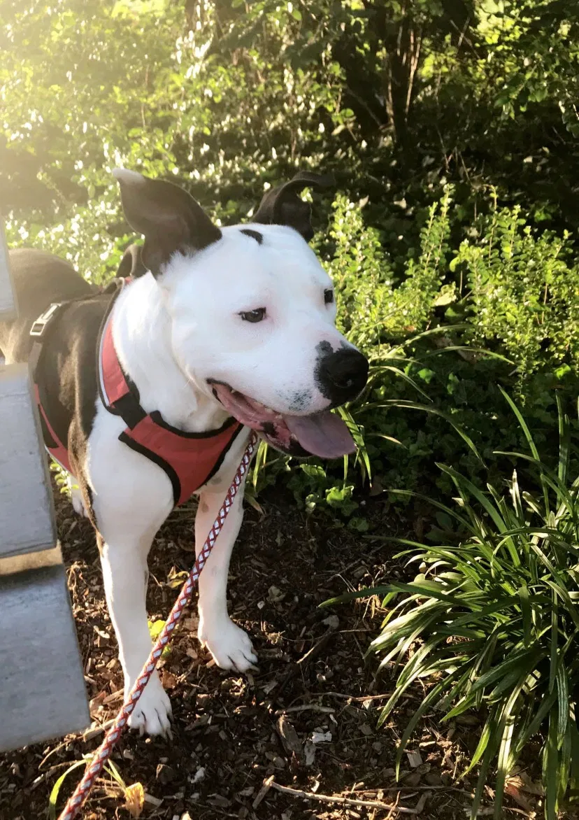 Lost dog in Salem, VA, 24153
