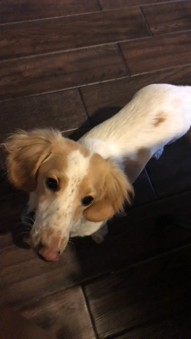 Lost dog in Steilacoom, WA, 98388