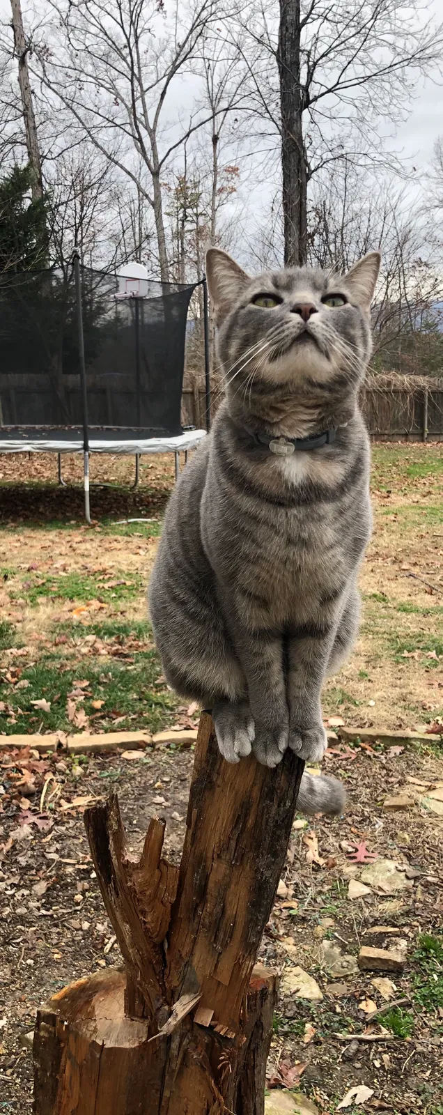 Lost cat in Soddy Daisy, TN, 37379