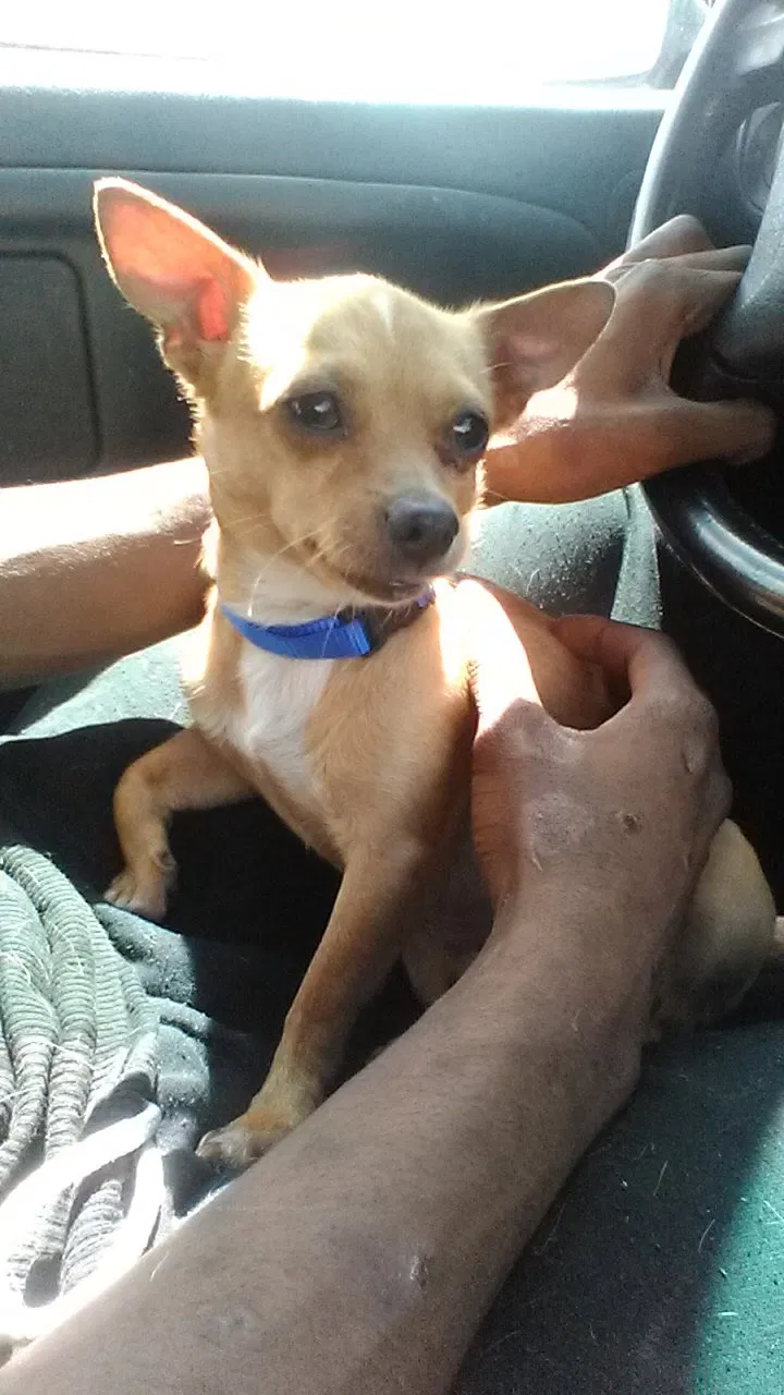 Lost dog in Altamonte Springs, FL, 32701