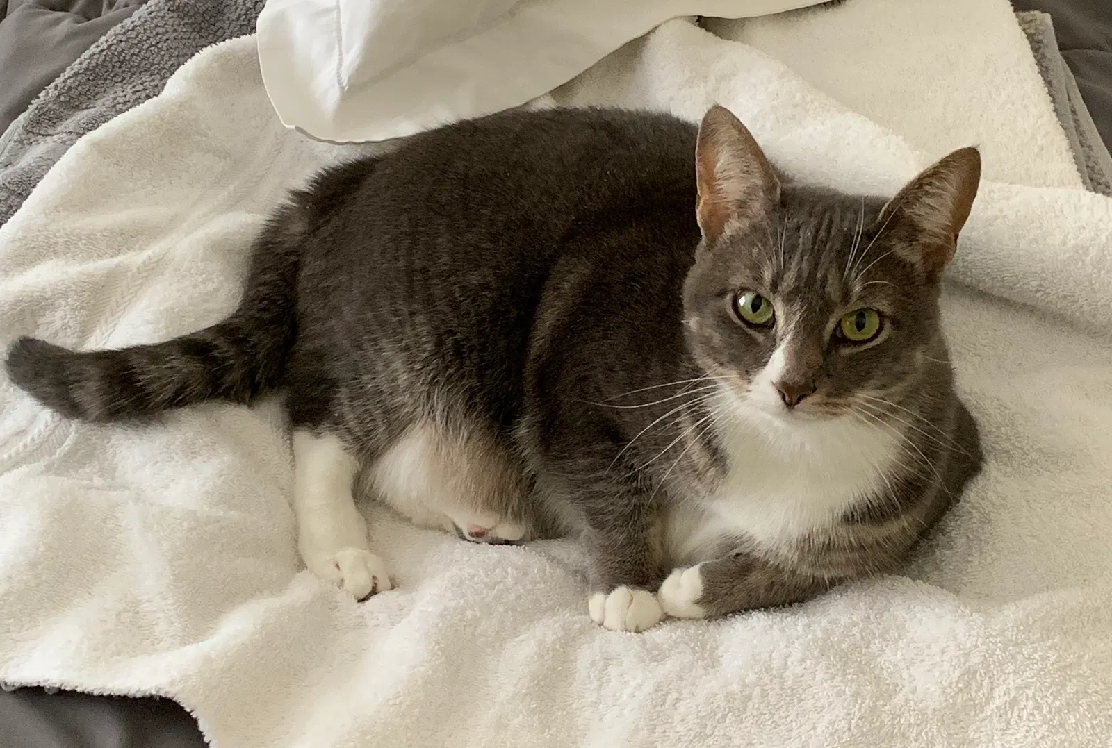 Lost cat in Anderson, SC, 29621