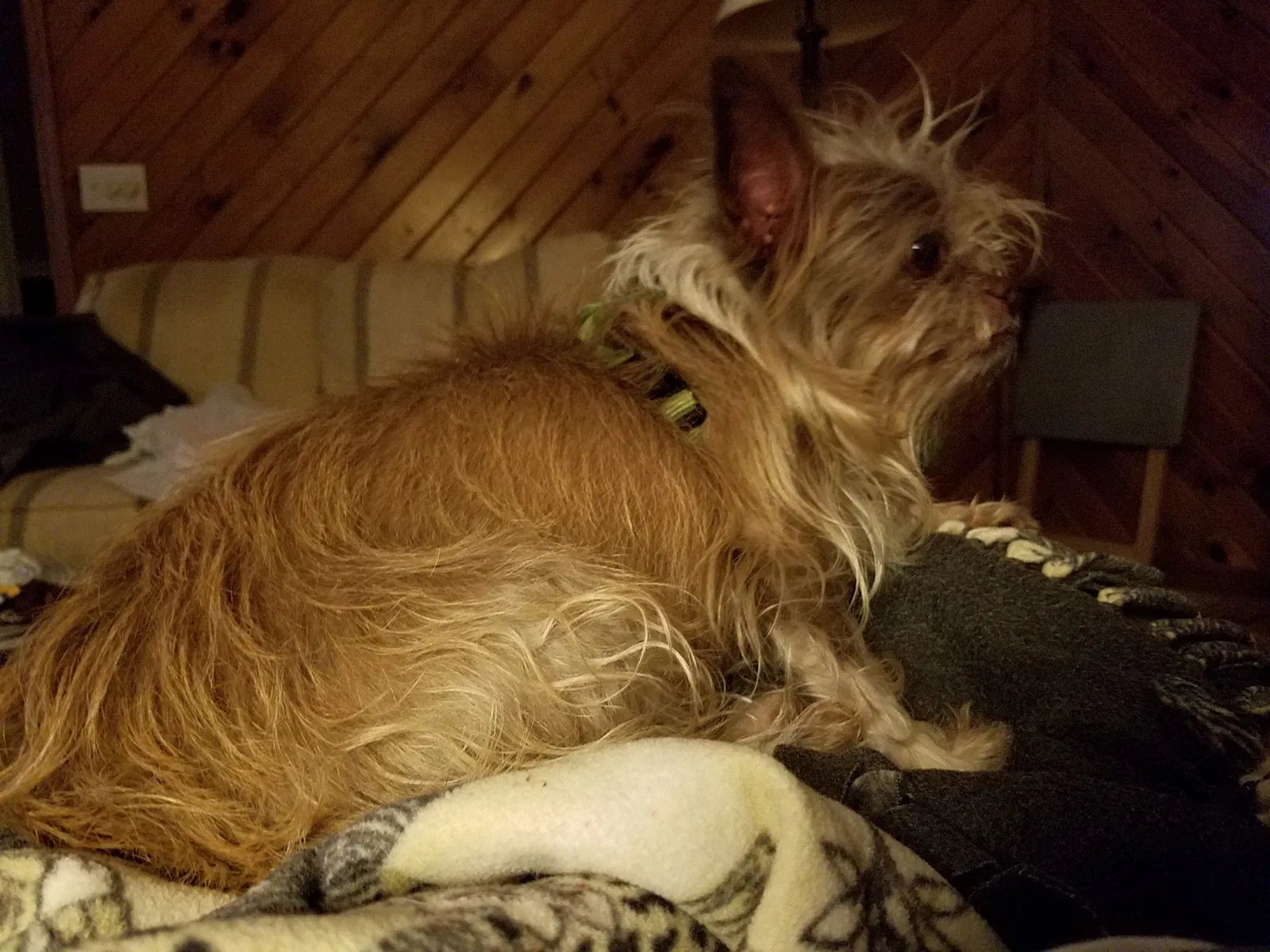 Lost dog in Dover, DE, 19904