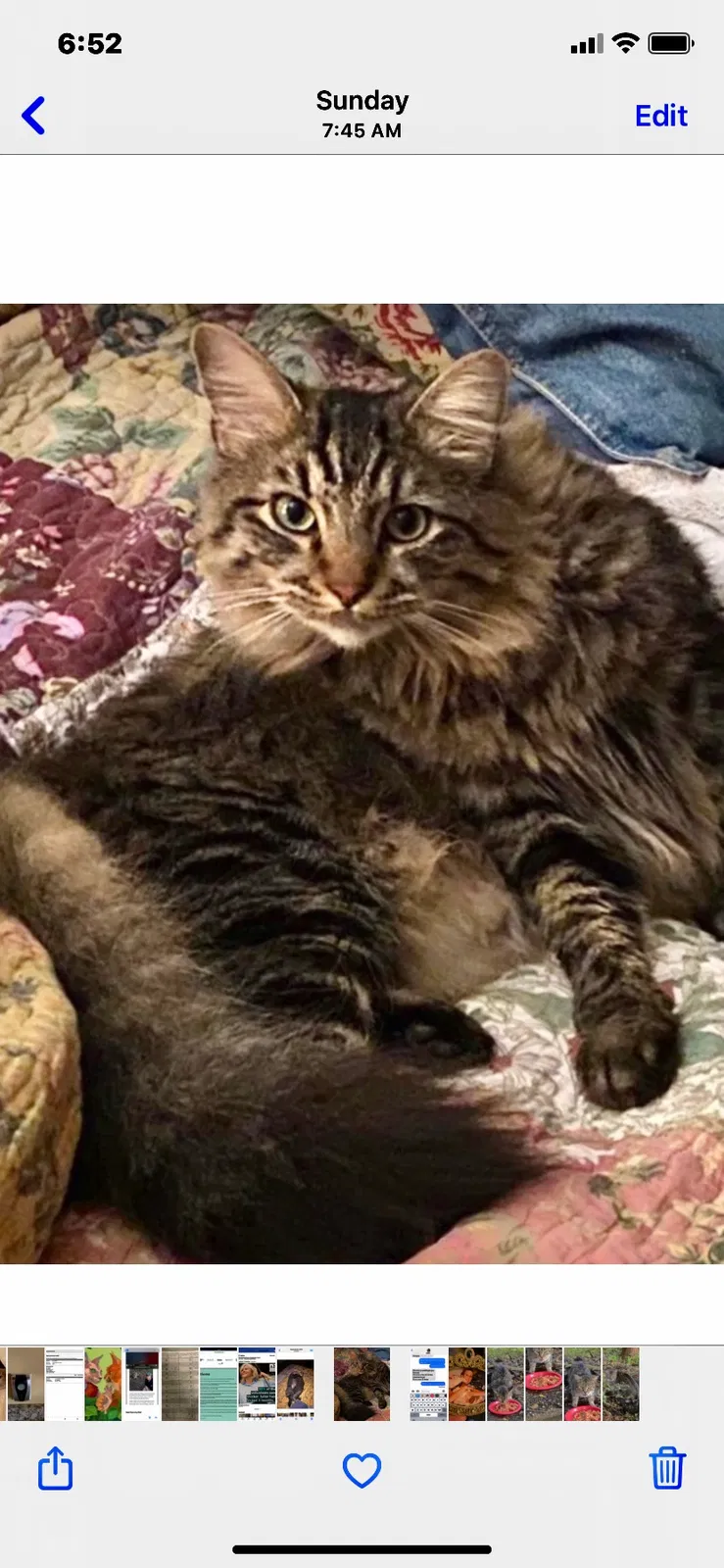 Lost cat in Mobile, AL, 36693
