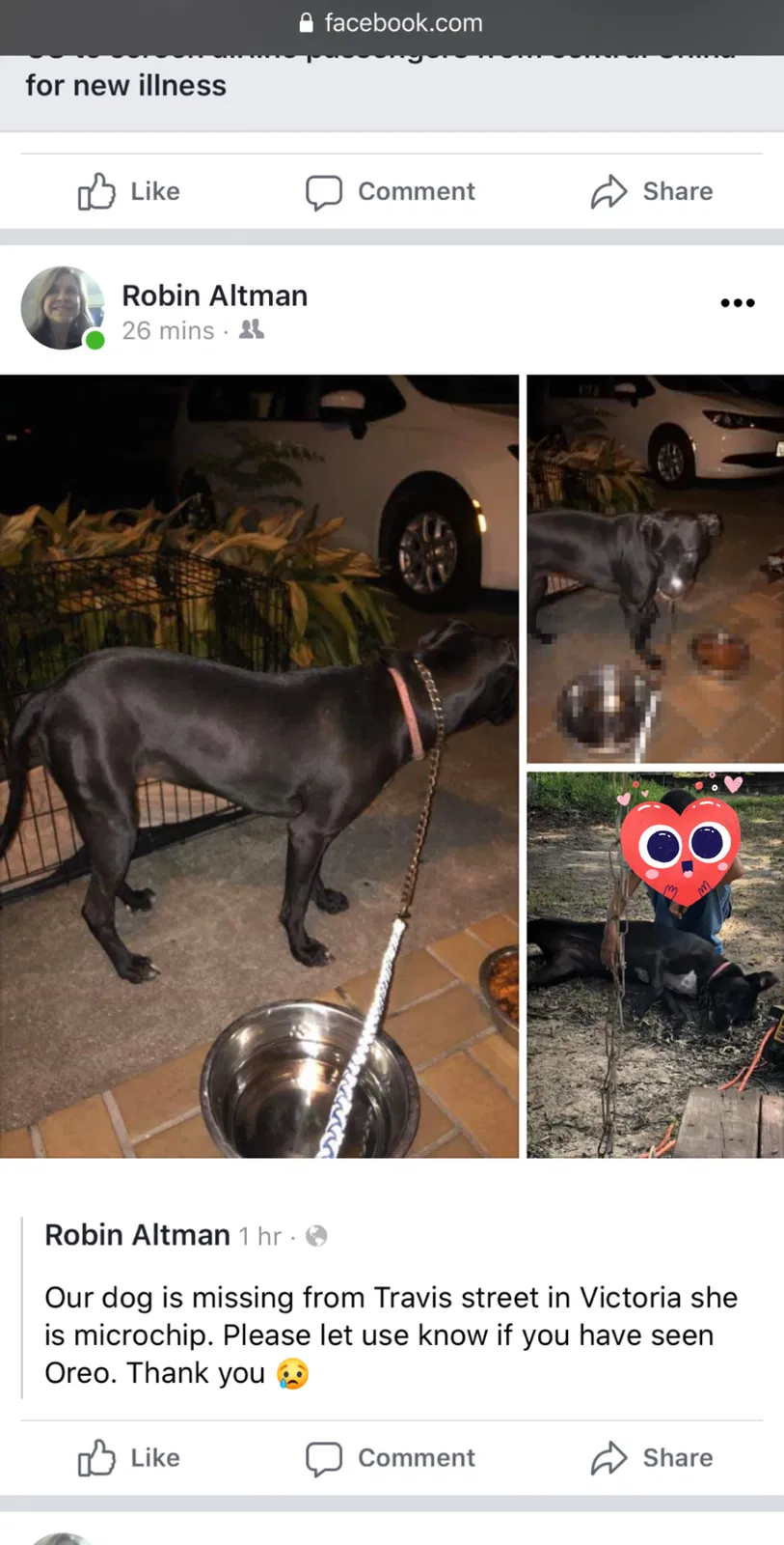 Lost dog in Victoria, TX, 77901