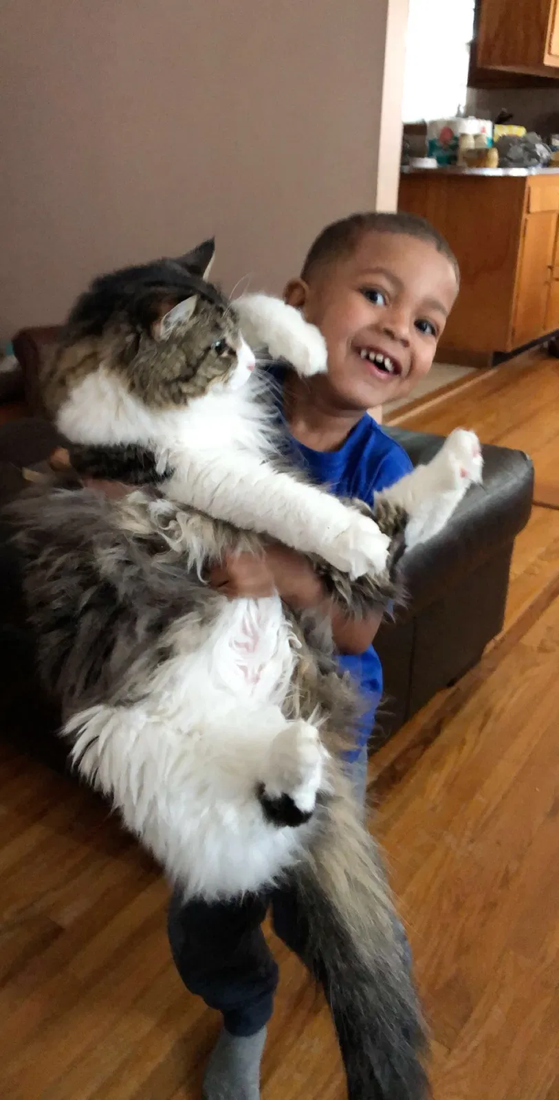 Lost cat in Columbus, IN, 47201