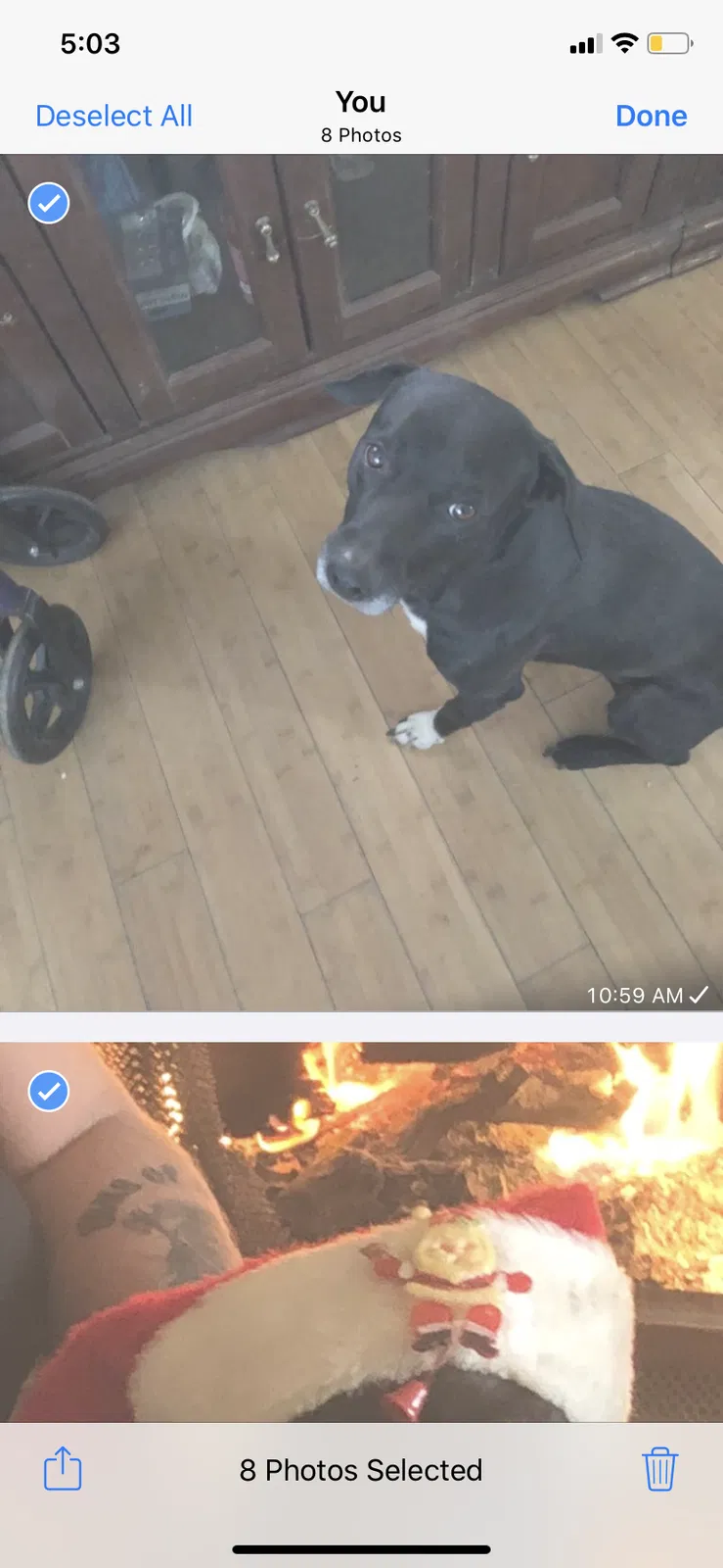Lost dog in Riverside, CA, 92505