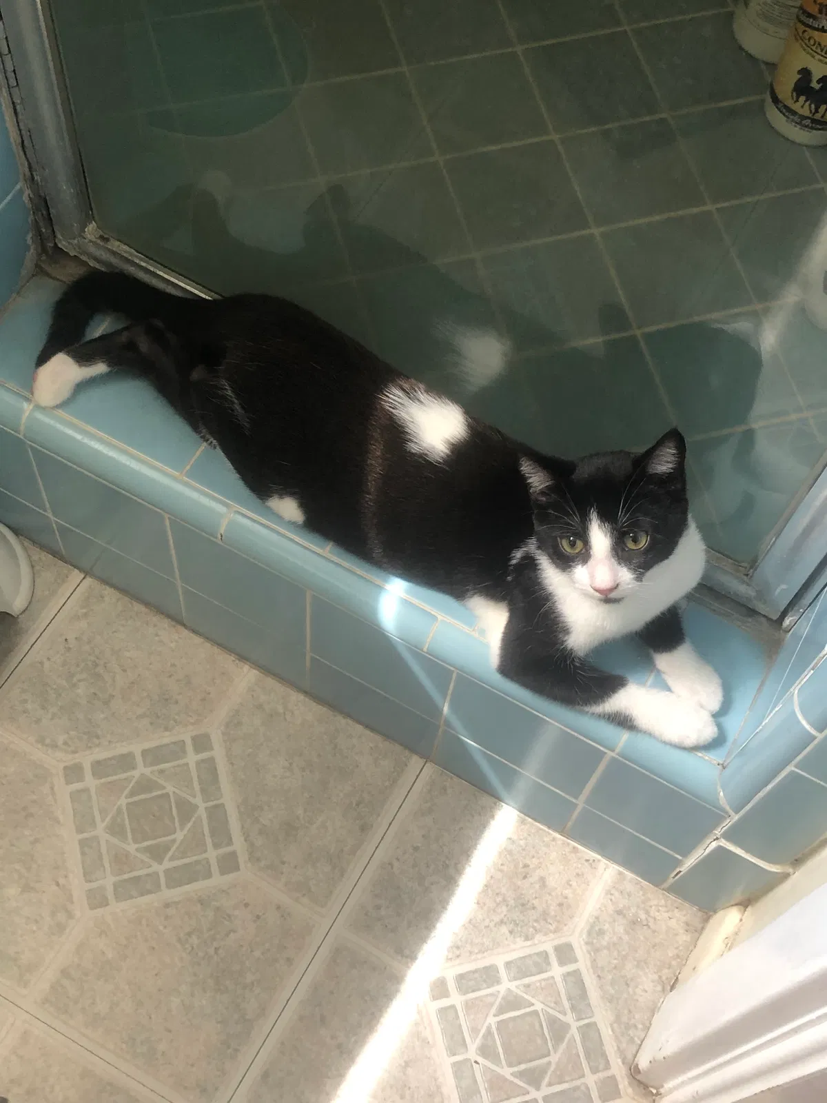 Lost cat in Pasadena, CA, 91104