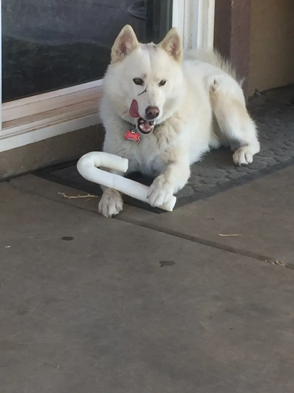 Lost dog in Perris, CA, 92570