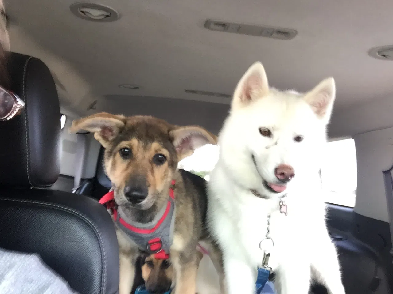 Lost dog in Perris, CA, 92570