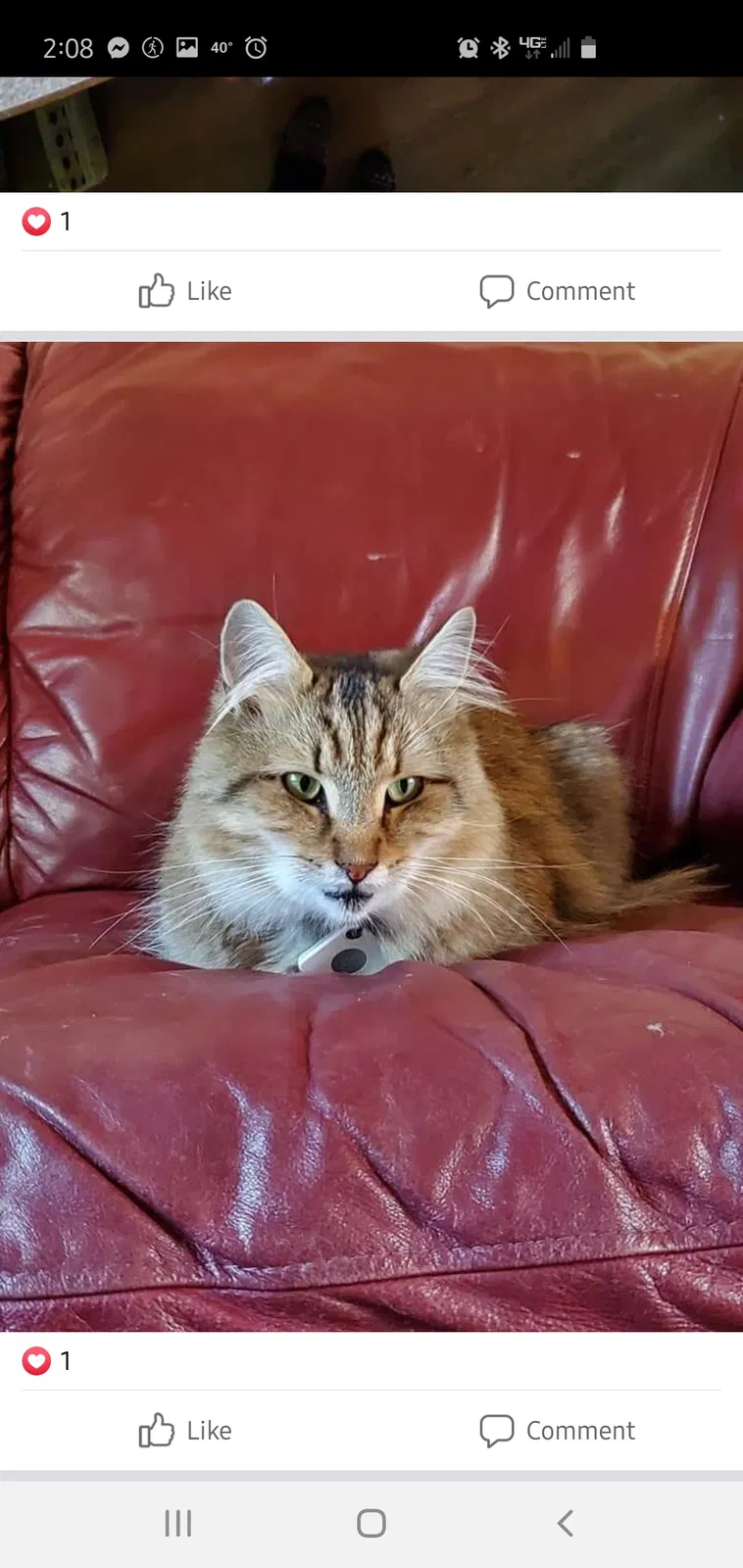Lost cat in Peterborough, NH, 3458
