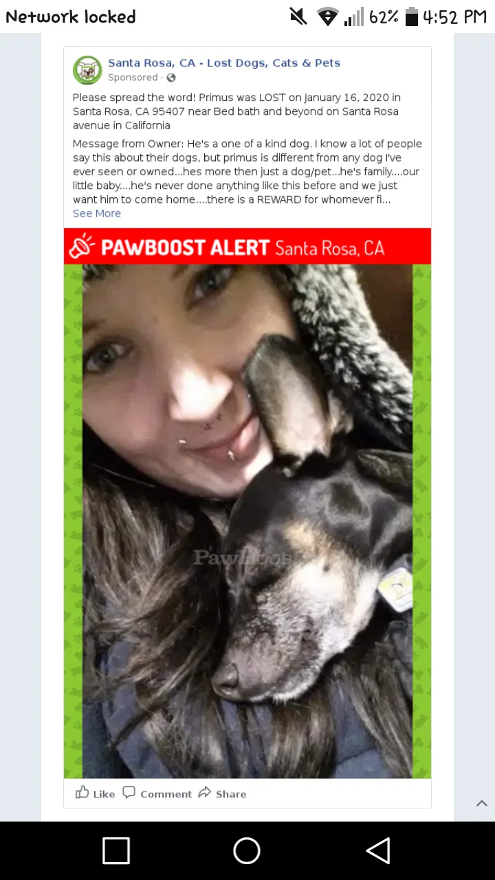 Lost dog in Santa Rosa, CA, 95404