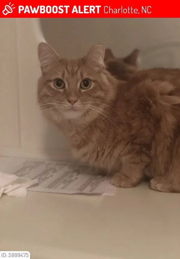 Lost cat in Charlotte, NC, 28277