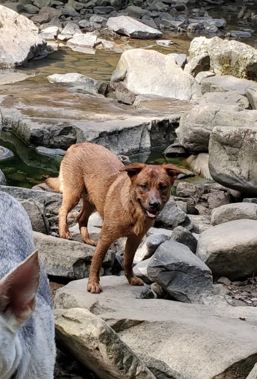 Lost dog in Rossville, GA, 30741