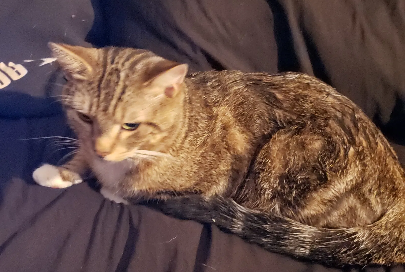 Lost cat in Sassamansville, PA, 19472
