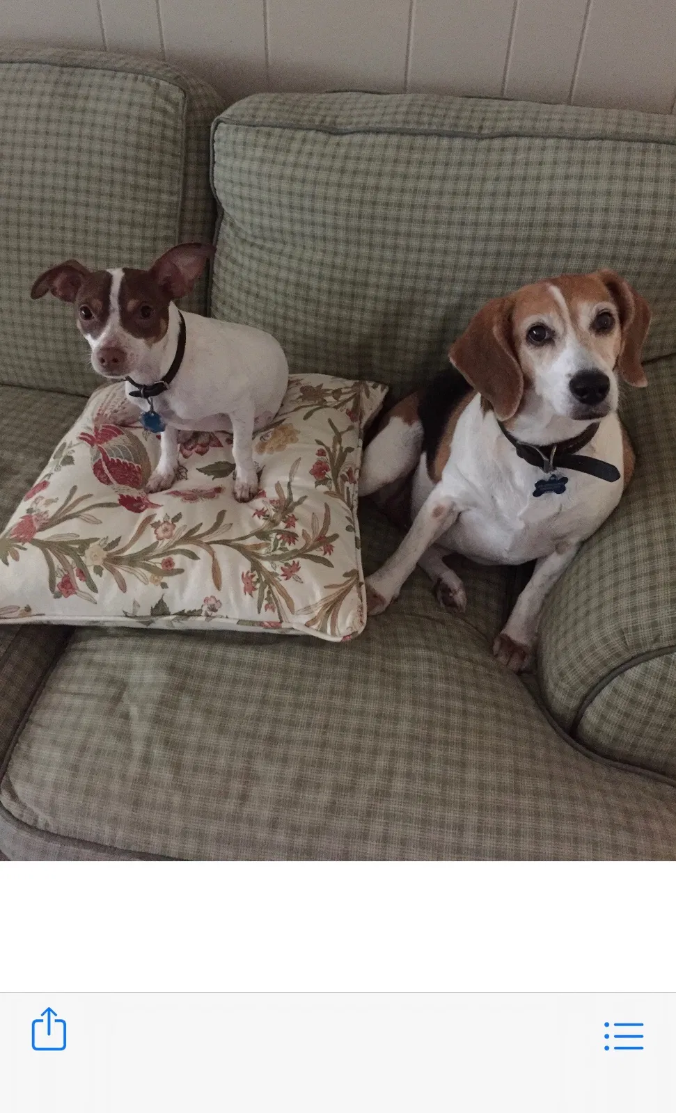 Lost dog in Havana, FL, 32333