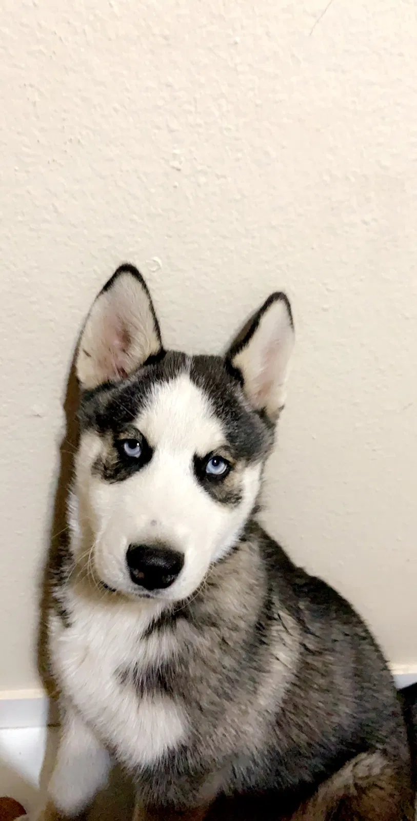 Lost dog in Phoenix, AZ, 85035