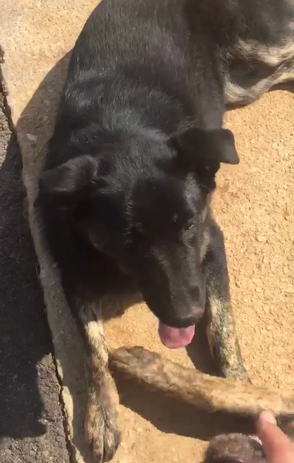 Lost dog in Lithonia, GA, 30058