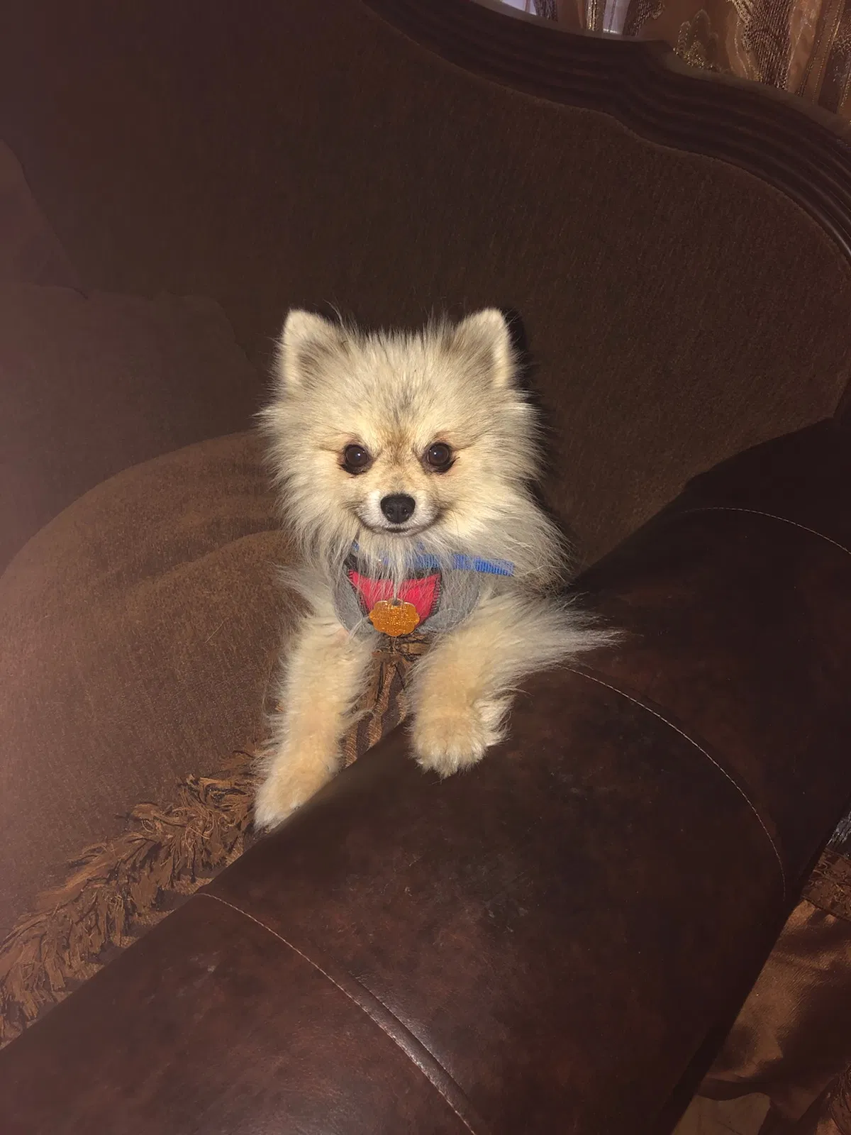 Lost dog in Laredo, TX, 78045