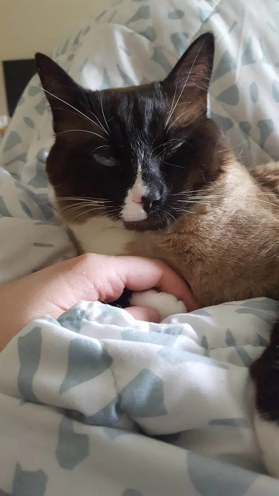 Lost cat in Hillsboro, OR, 97124