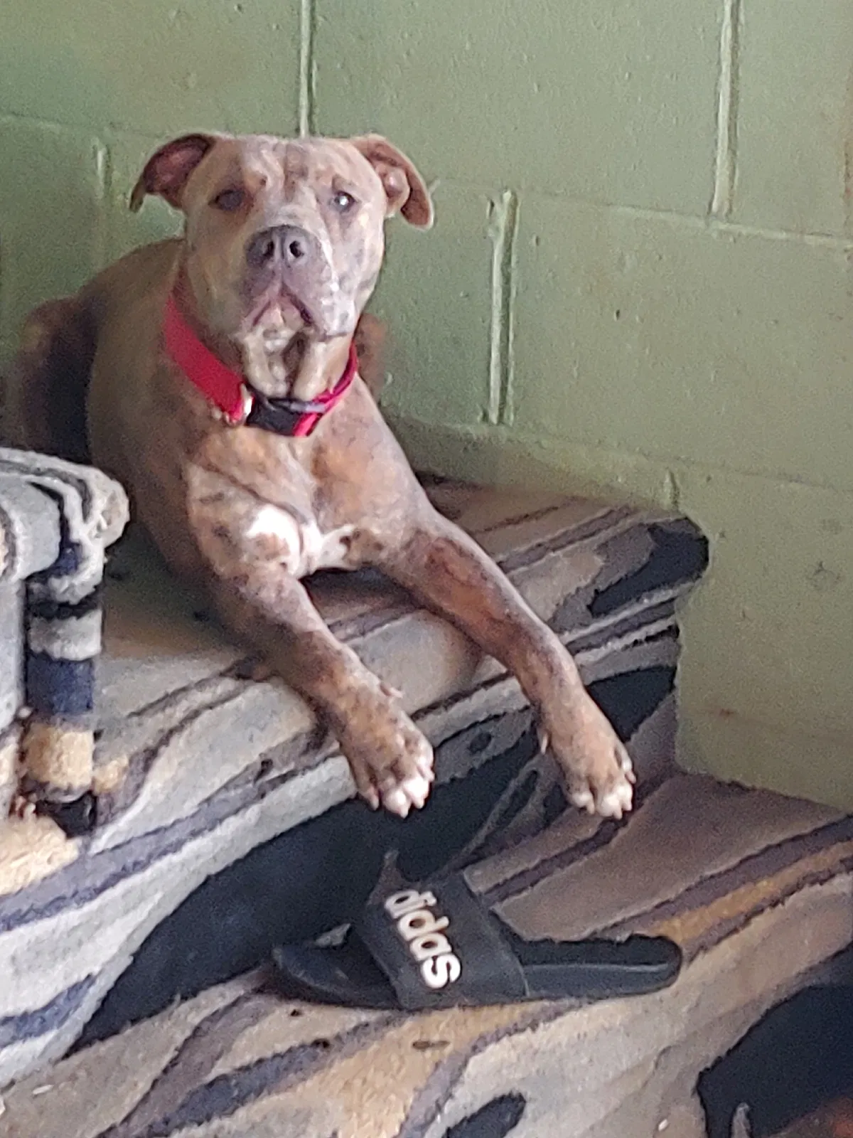 Lost dog in Winston Salem, NC, 27127