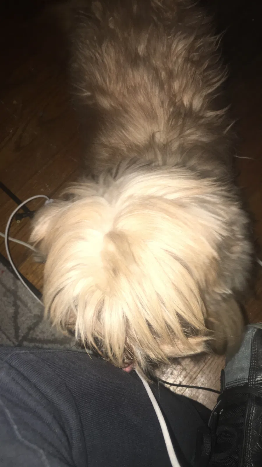 Lost dog in Detroit, MI, 48213