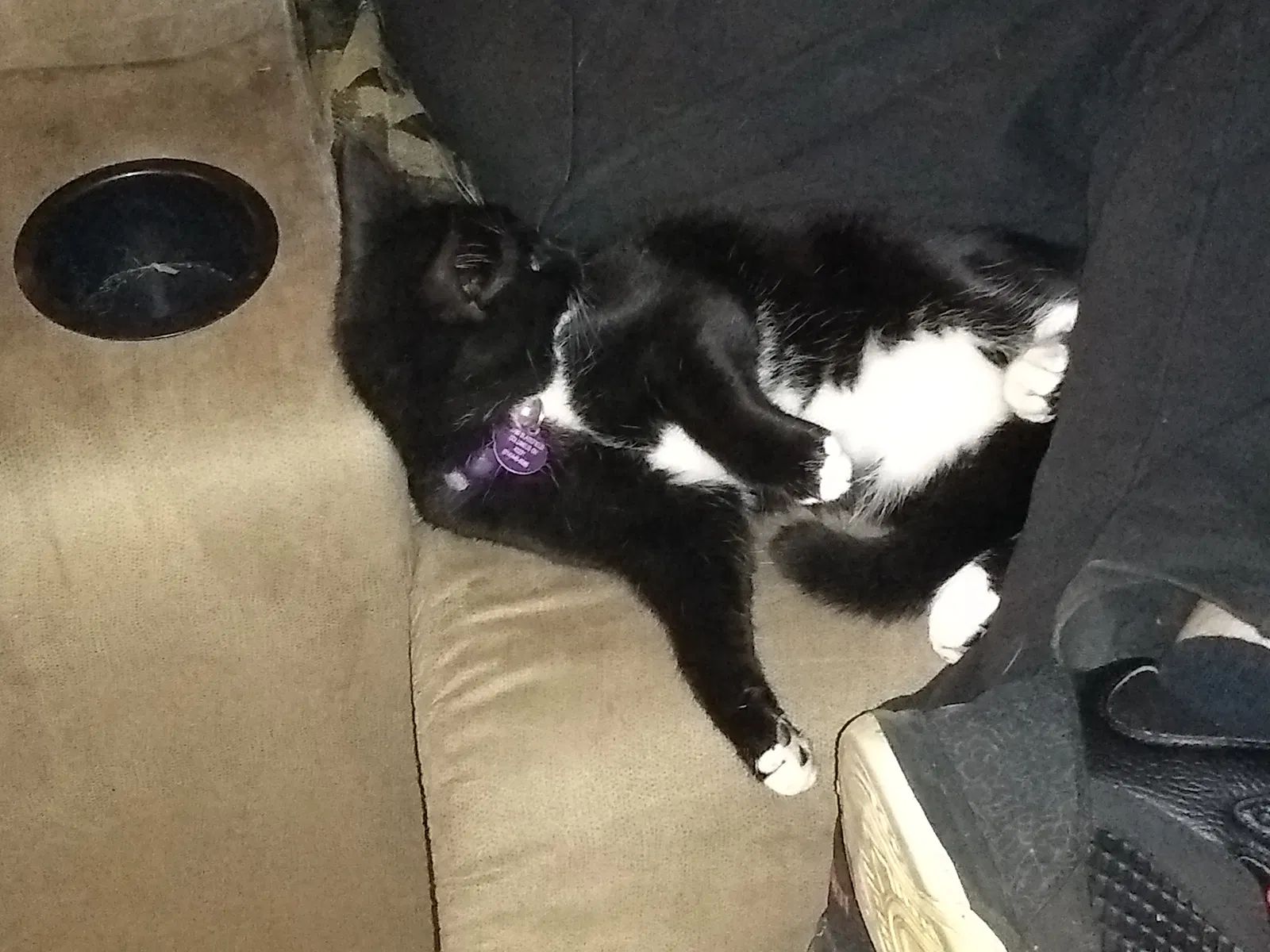 Lost cat in Columbus, OH, 43231