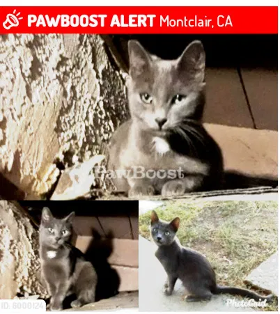 Lost cat in Montclair, CA, 91763