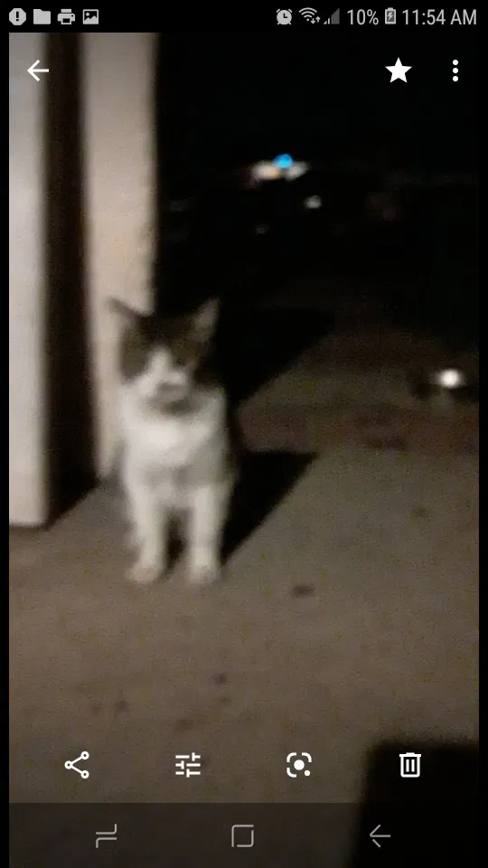 Lost cat in Montclair, CA, 91763