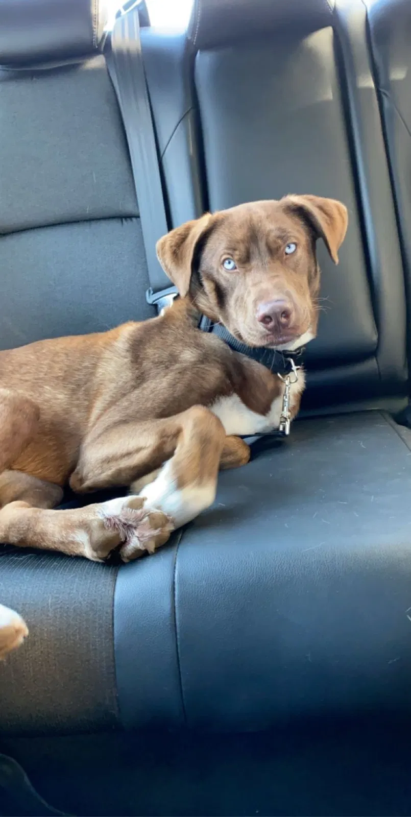 Lost dog in Long Beach, CA, 90813