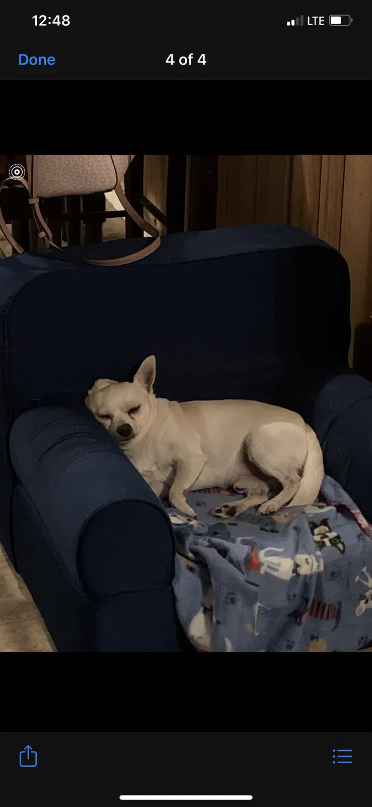 Lost dog in Mansfield, TX, 76063