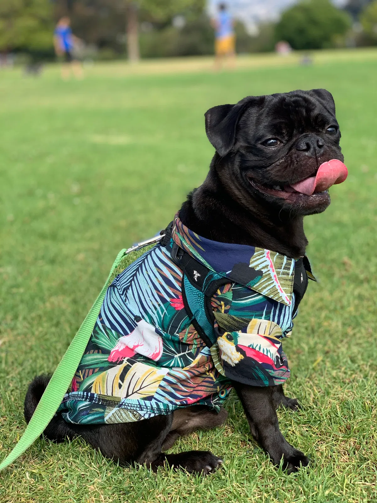 Lost dog in San Diego, CA, 92117