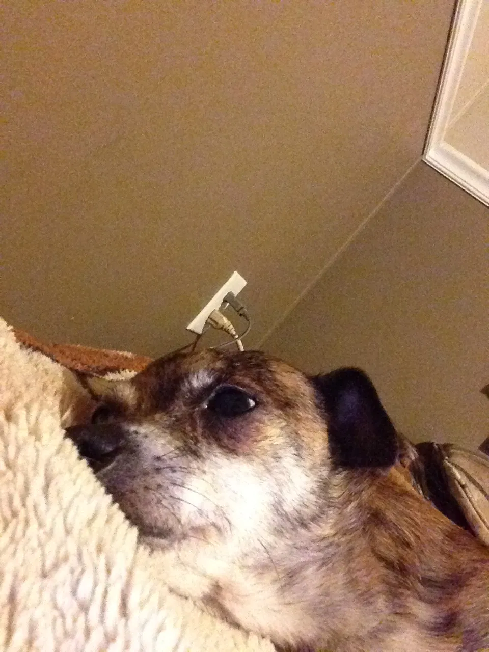 Lost dog in Franklinville, NC, 27248