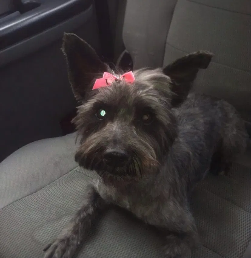 Lost dog in El Paso, TX, 79925
