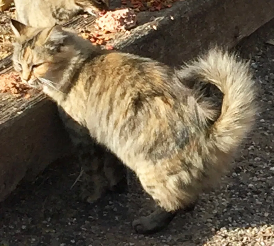 Lost cat in Lubbock, TX, 79424