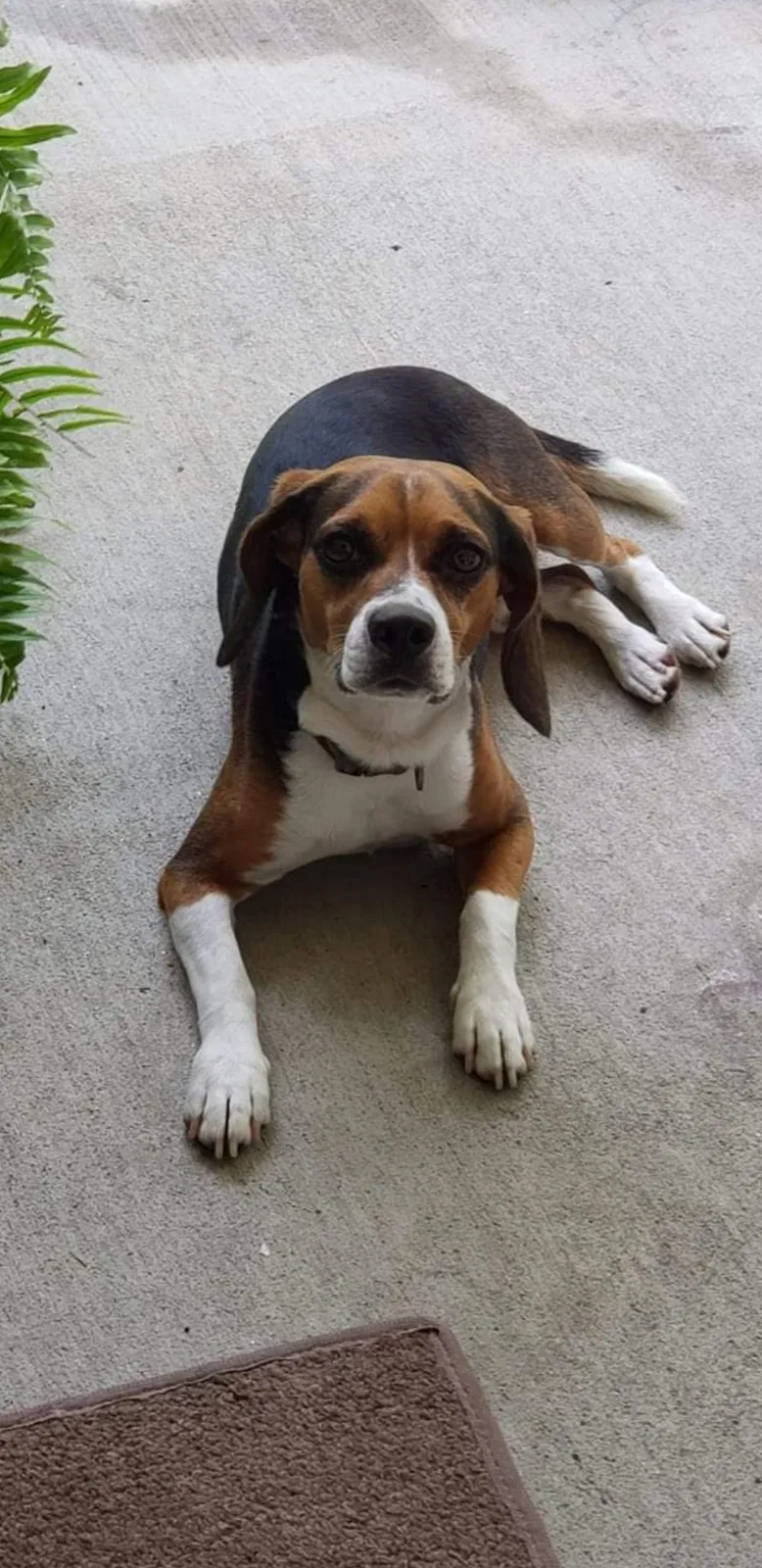 Lost dog in Milan, TN, 38358