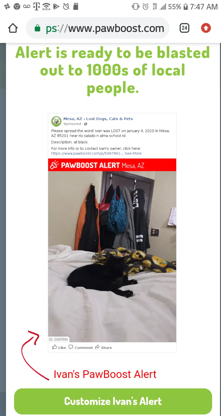 Lost cat in Mesa, AZ, 85201