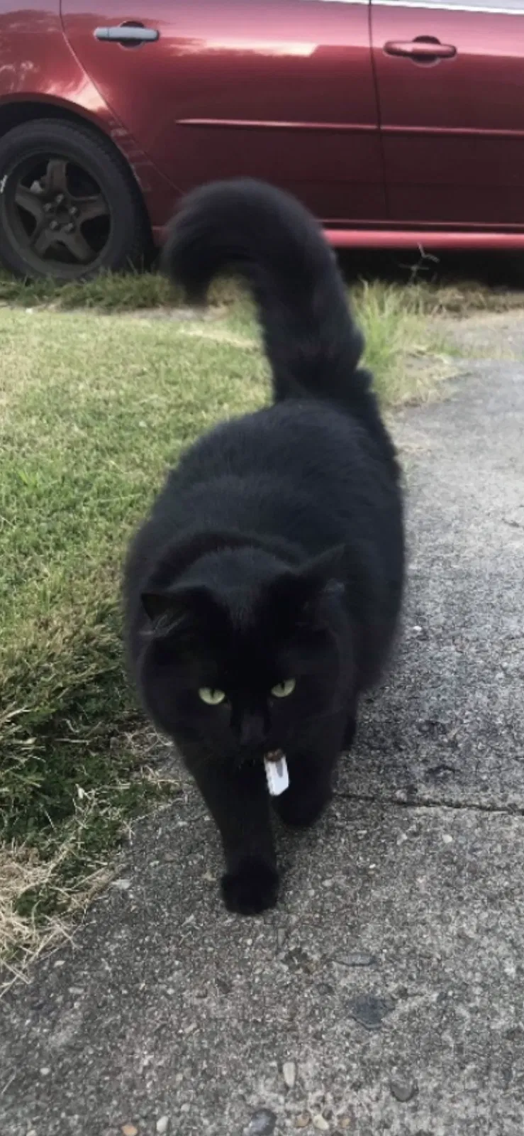 Lost cat in Cicero, IL, 60804