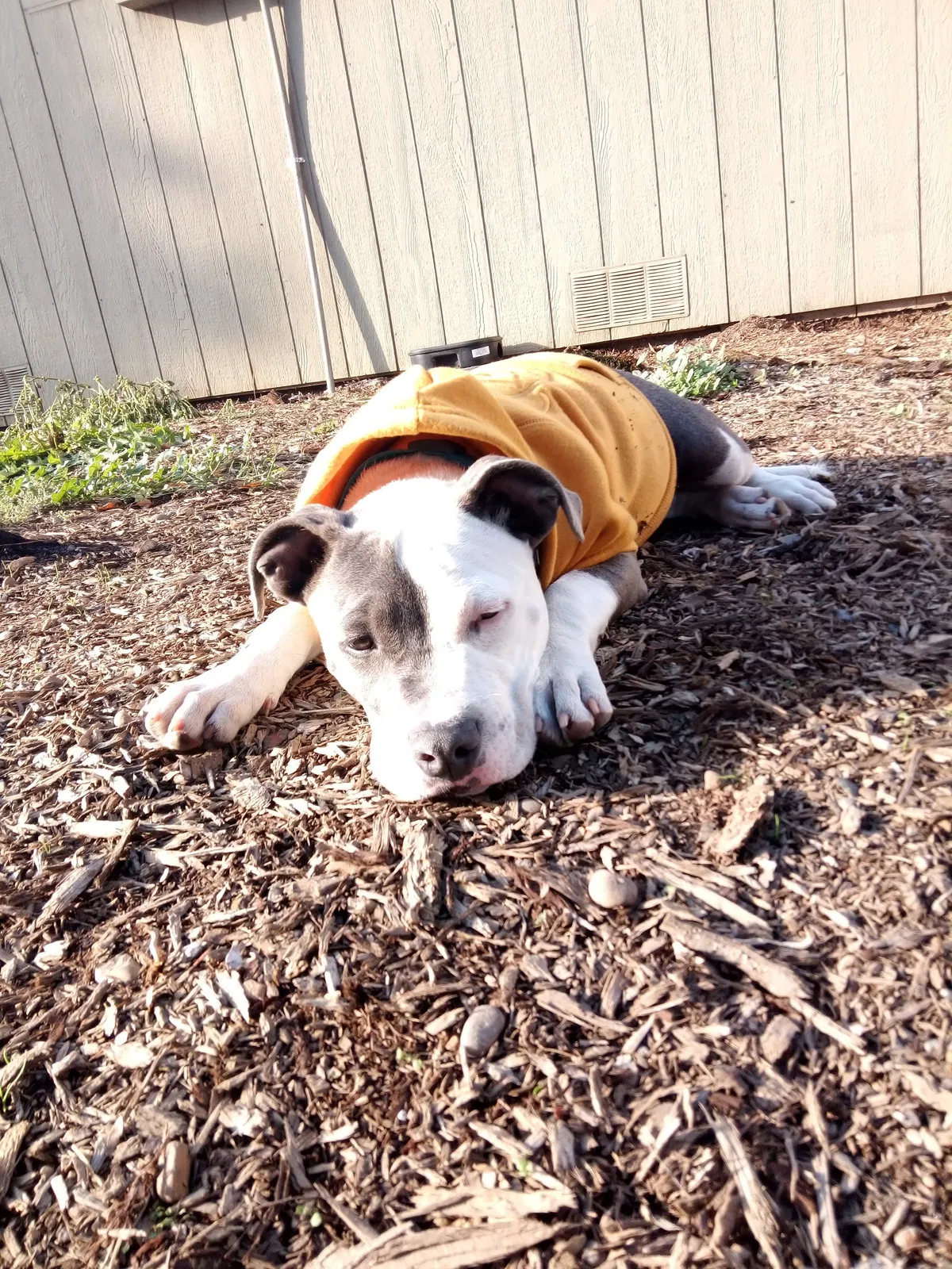 Lost dog in Portland, OR, 97220