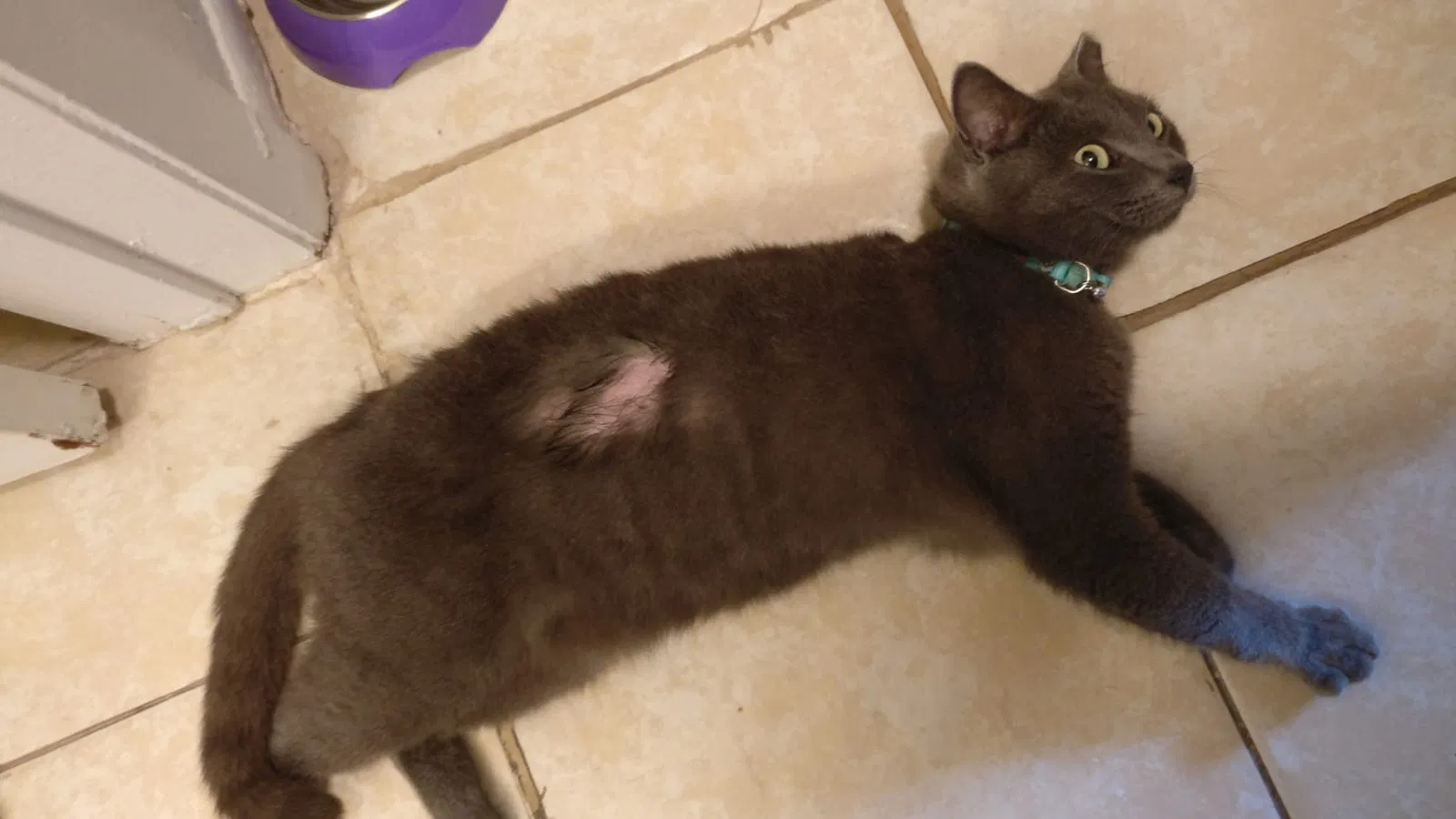 Lost cat in Orlando, FL, 32822