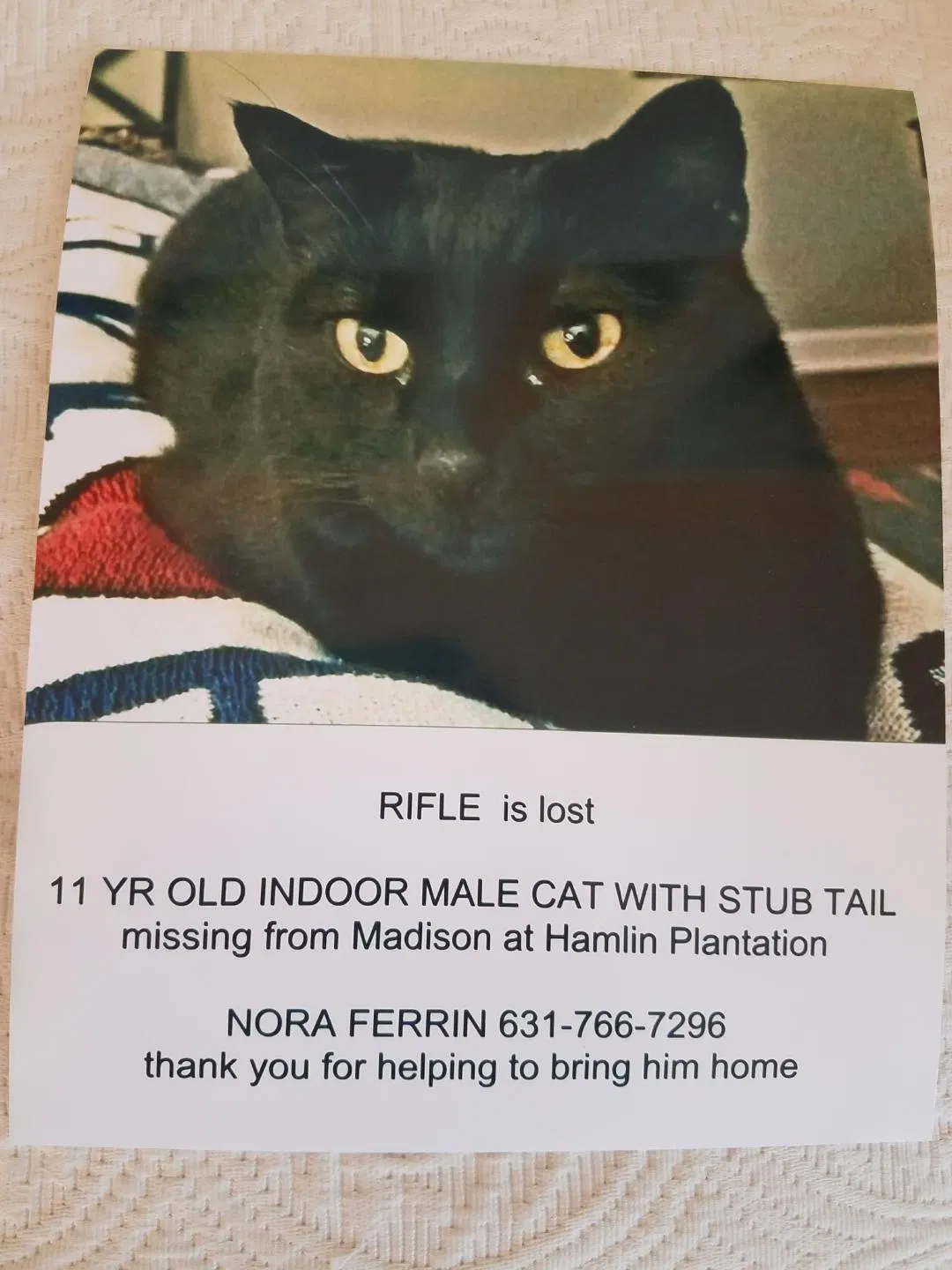 Lost cat in Mount Pleasant, SC, 29466