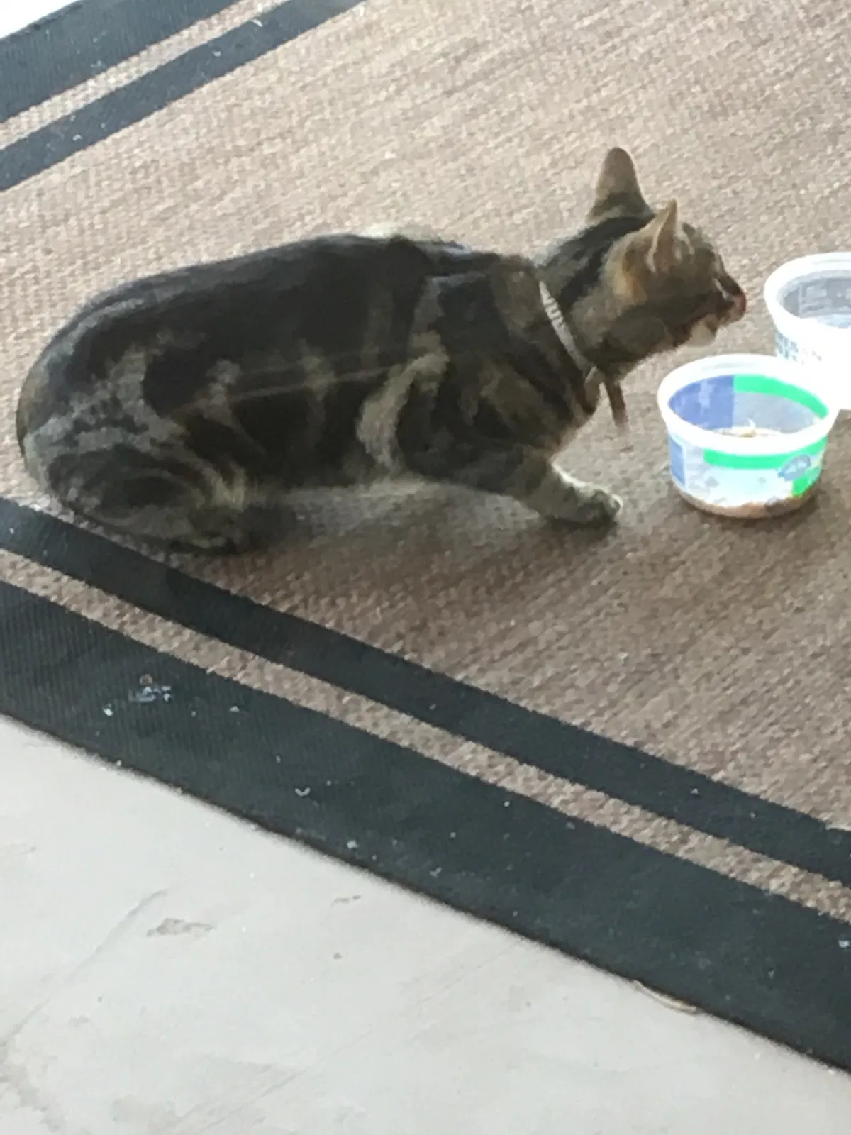 Found cat in Edmond, OK, 73012