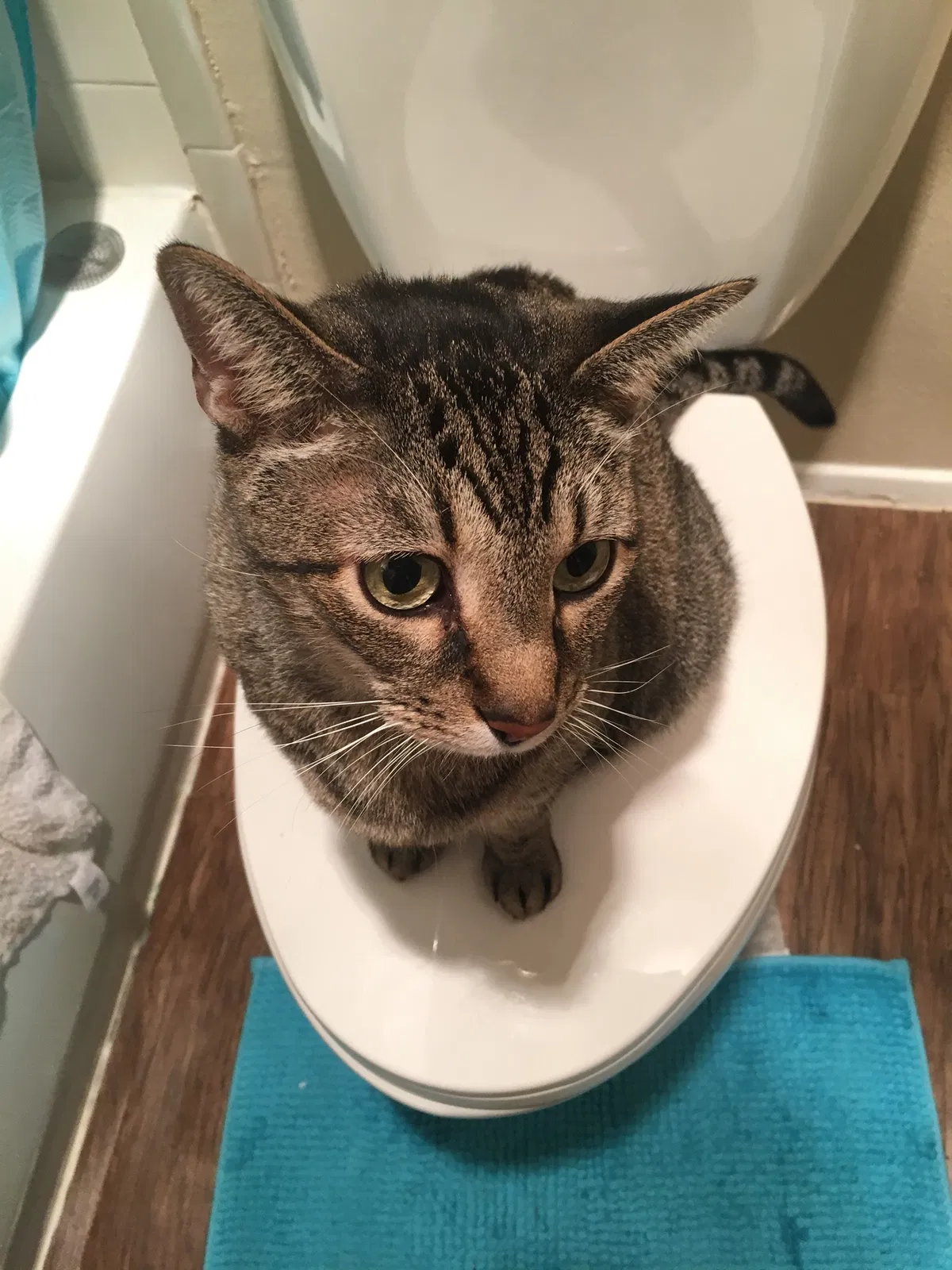 Lost cat in Savannah, GA, 31410