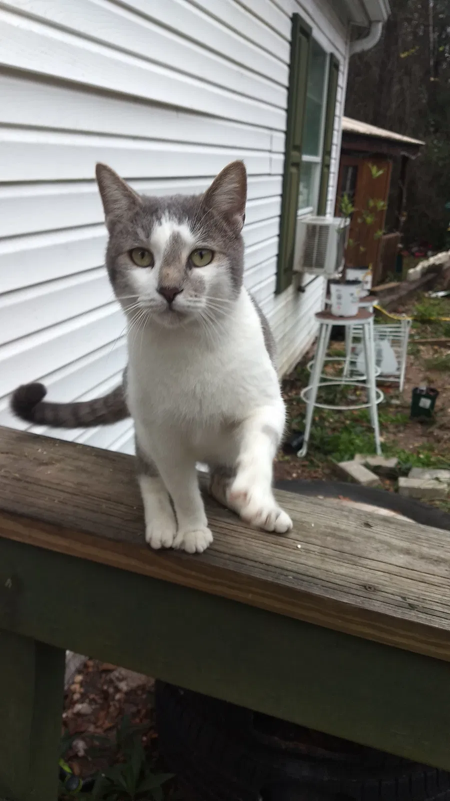 Lost cat in Middleburg, FL, 32068
