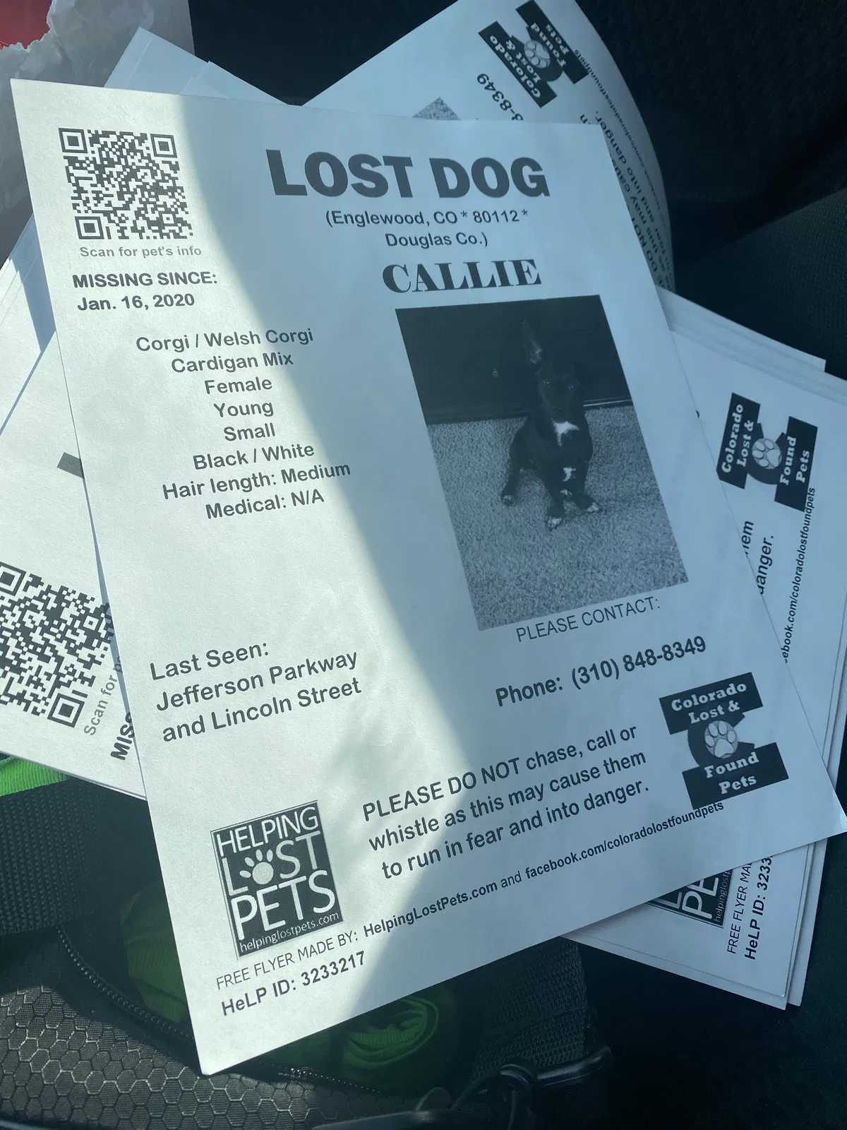 Lost dog in Englewood, CO, 80112