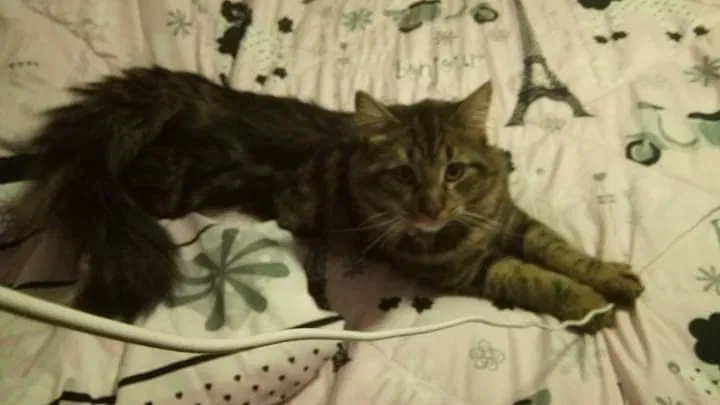 Lost cat in Sharon Hill, PA, 19079