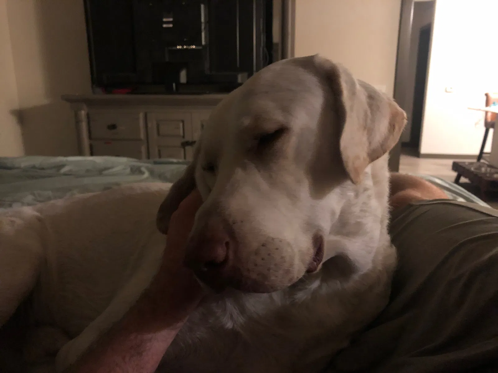 Lost dog in Fort Worth, TX, 76179