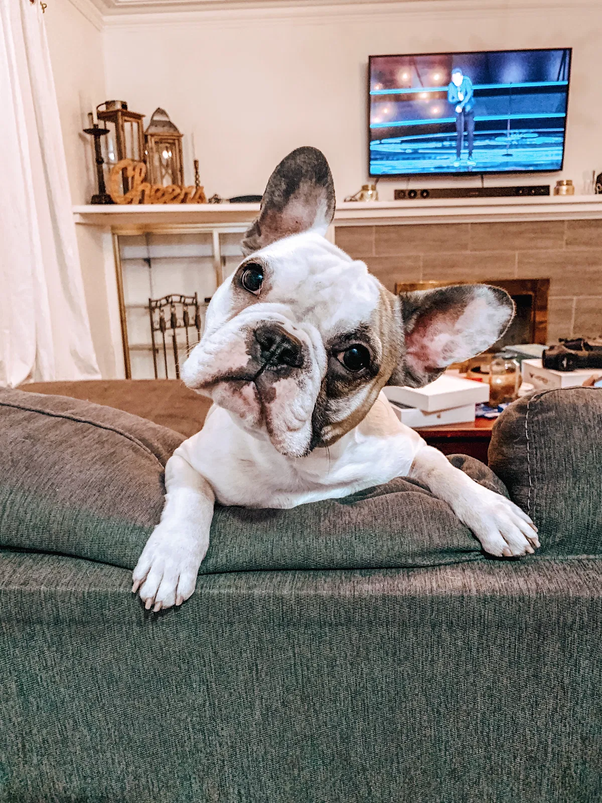 Lost dog in Studio City, CA, 91604