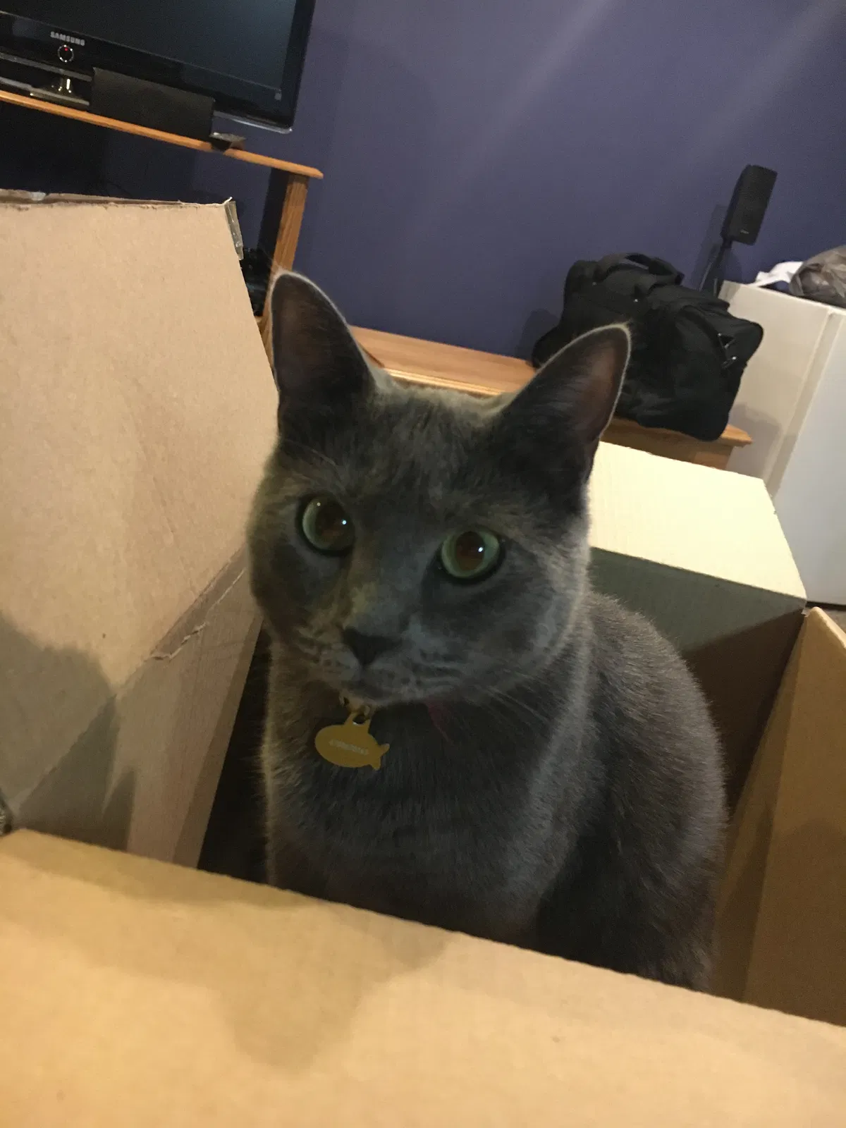 Lost cat in Belleville, IL, 62221